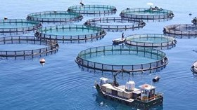 آمادگی نروژ برای توسعه «پرورش ماهی در قفس» در ایران